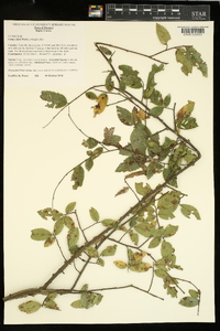 Ulmus alata image