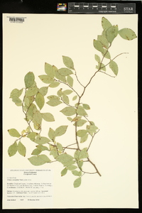 Ulmus crassifolia image