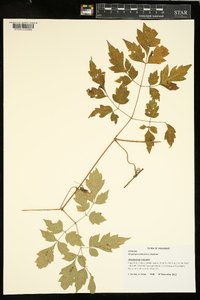 Ampelopsis arborea image