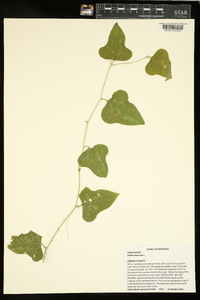 Smilax bona-nox image