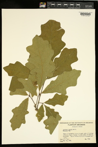 Quercus lyrata image