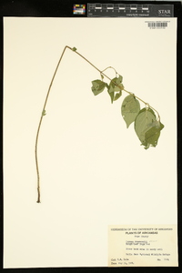 Cornus drummondii image