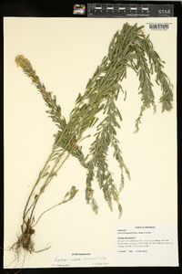 Lespedeza cuneata image