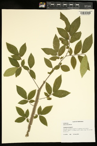 Ulmus alata image