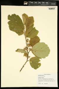 Hamamelis vernalis image