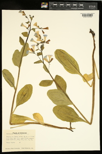 Mertensia virginica image