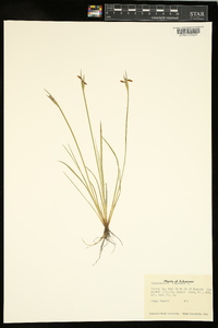 Sisyrinchium campestre image