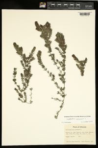 Ceratophyllum demersum image