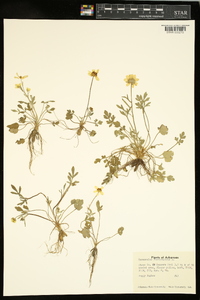 Ranunculus fascicularis image