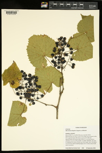 Vitis cinerea image