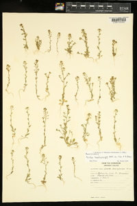 Draba brachycarpa image