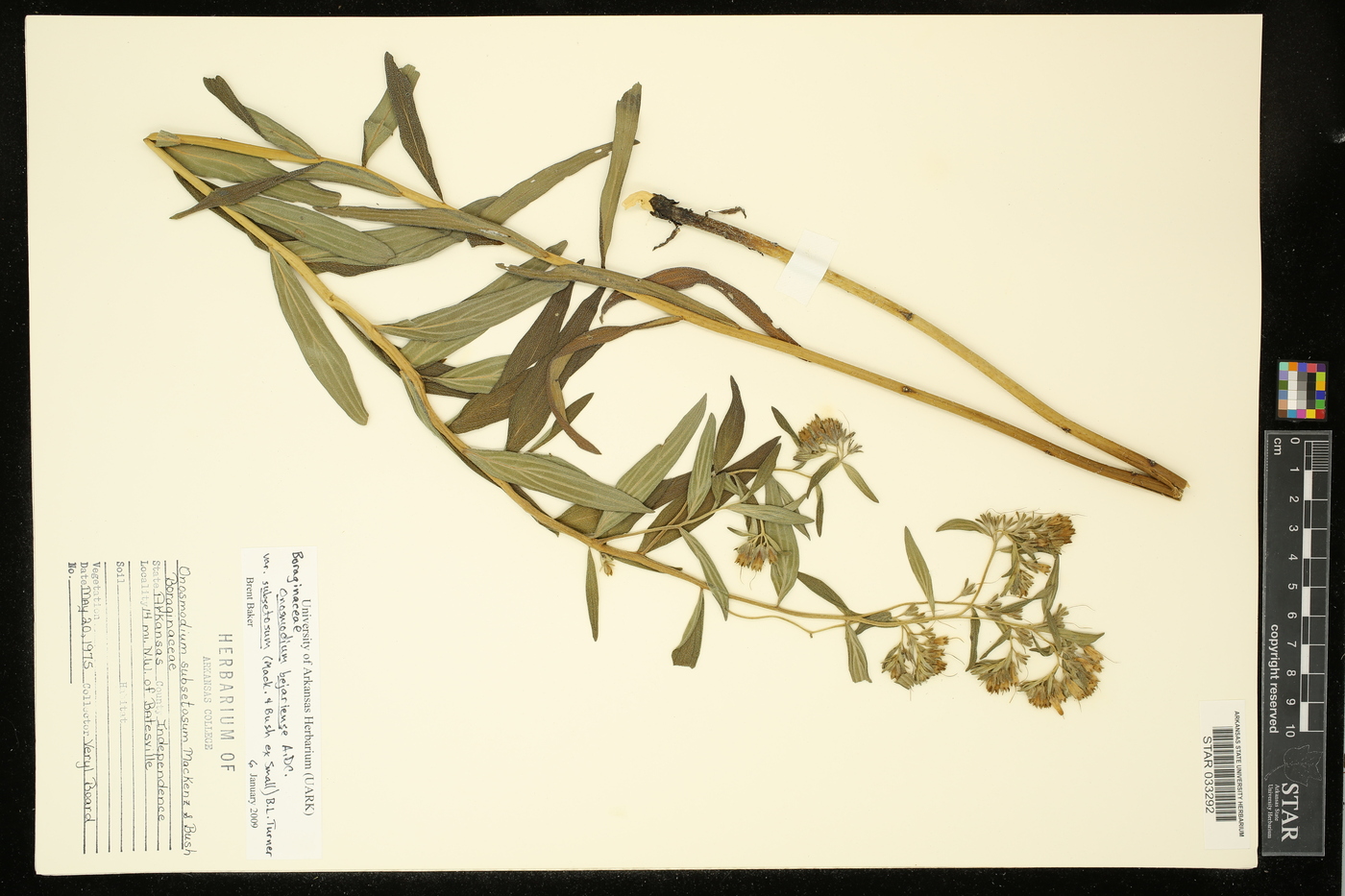 Onosmodium bejariense var. subsetosum image