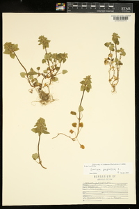 Lamium purpureum image