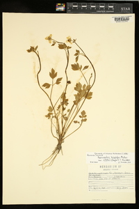 Ranunculus hispidus var. nitidus image