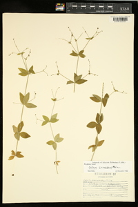 Galium circaezans image