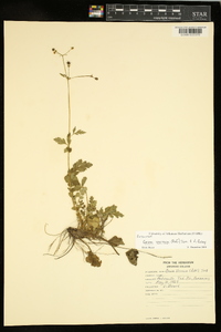 Geum vernum image