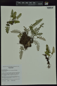 Pleopeltis polypodioides image