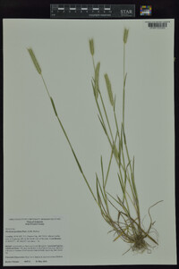 Hordeum pusillum image