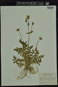 Polemonium reptans image