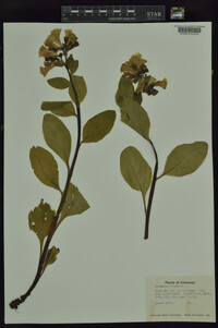 Mertensia virginica image