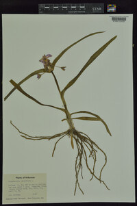 Tradescantia virginiana image