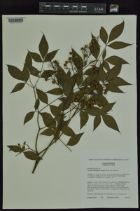 Nandina domestica image