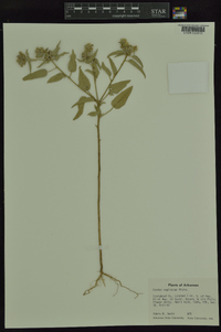 Croton capitatus image