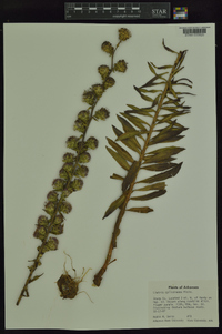 Liatris cylindracea image