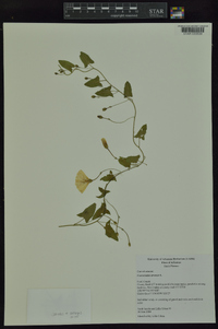 Convolvulus arvensis image