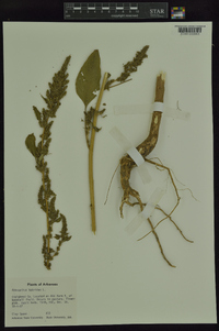 Amaranthus hybridus image