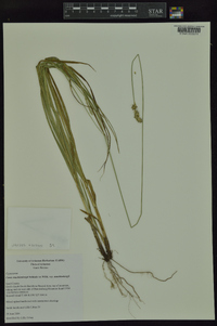 Carex muehlenbergii var. muehlenbergii image