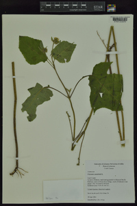 Polymnia canadensis image