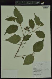 Cornus drummondii image