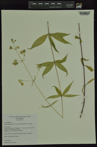 Silene stellata image