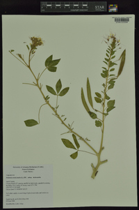 Polanisia dodecandra subsp. dodecandra image