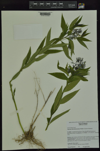 Amsonia tabernaemontana image