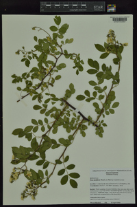 Rosa multiflora image