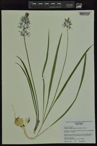 Camassia scilloides image