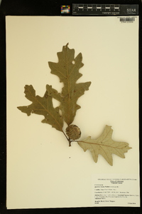 Quercus lyrata image