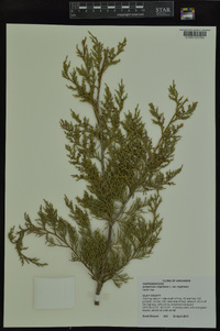 Juniperus virginiana var. virginiana image