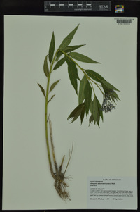 Amsonia tabernaemontana image