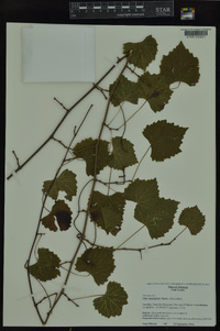 Vitis rotundifolia image