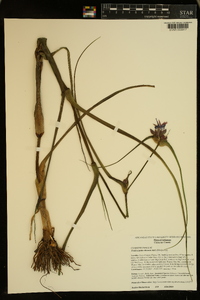 Tradescantia ohiensis image