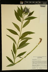 Amsonia ciliata image