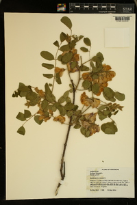 Robinia hispida image