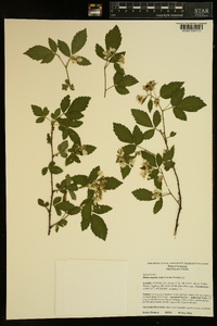 Rubus argutus image