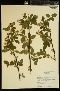 Rubus argutus image