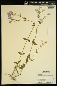 Phlox divaricata subsp. laphamii image