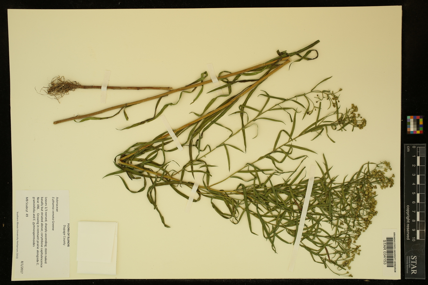 Euthamia remota image