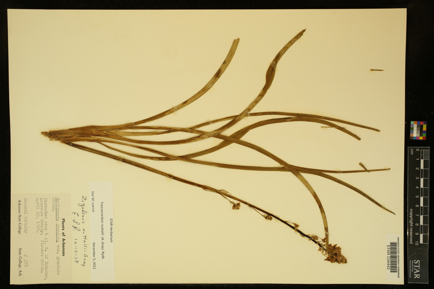 Toxicoscordion nuttallii image